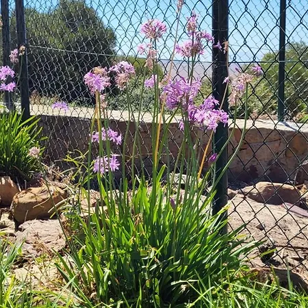 Rancho Blanco La Pena * טריפה